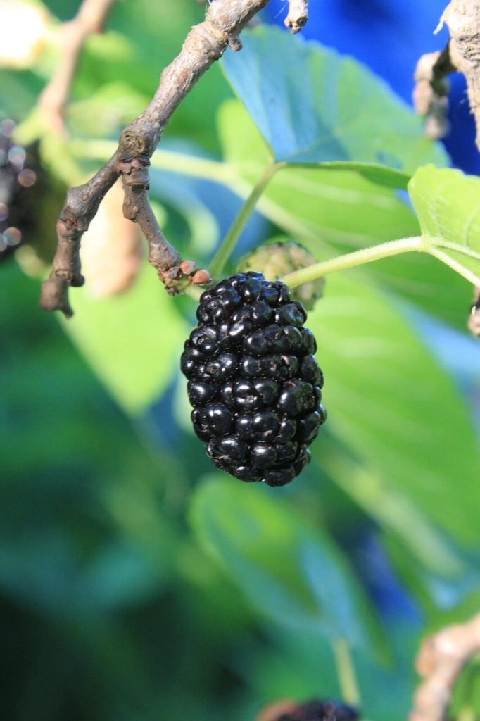 Mulberries contain potent antioxidants.