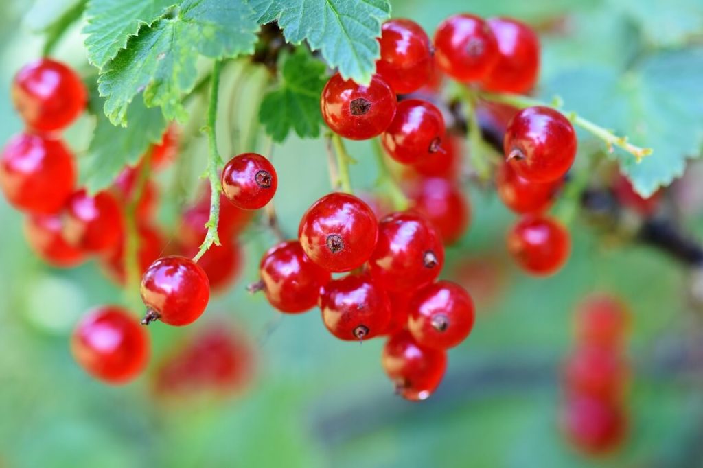 Red currents reduce inflammation in people who exercise.