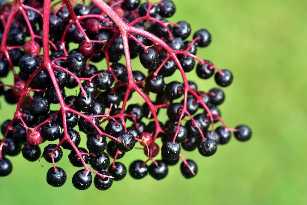 Black elderberries can be used for juice, preserves and pies.