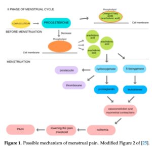 Flow chart with a variety of chemicals and biochemical processes explaining primary dysmenorrhea (menstrual cramps, period cramps).