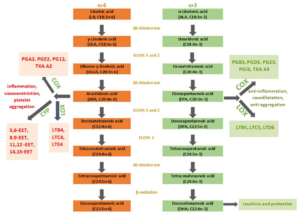 Red and green chart showing how inflammation can develop or be squashed depending on foods consumed and fats available within a cell/cell membrane.