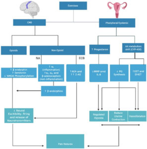 A graphic description of ways to impact menstrual cramps throughout the human body.